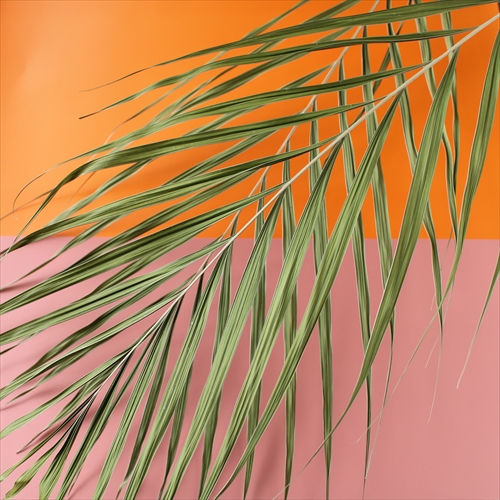 アレカヤシ 株式会社大地農園