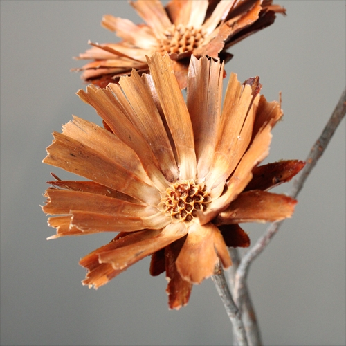 リペンス ロゼッタ 株式会社大地農園