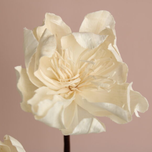 ソーラーパールピオニー 大 小 株式会社大地農園