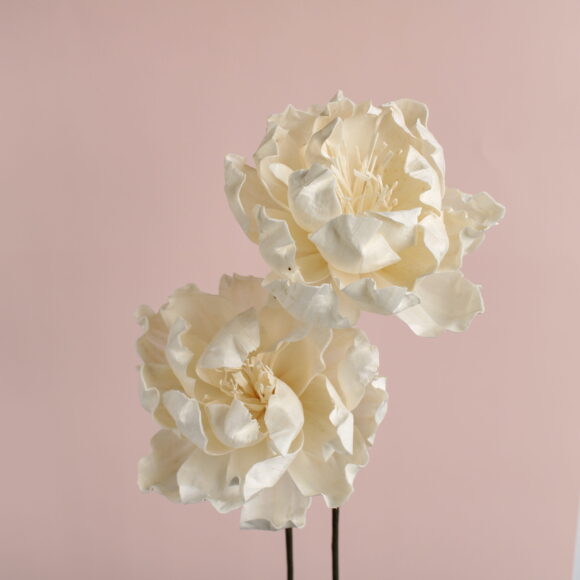 ソーラーパールピオニー 大 小 株式会社大地農園