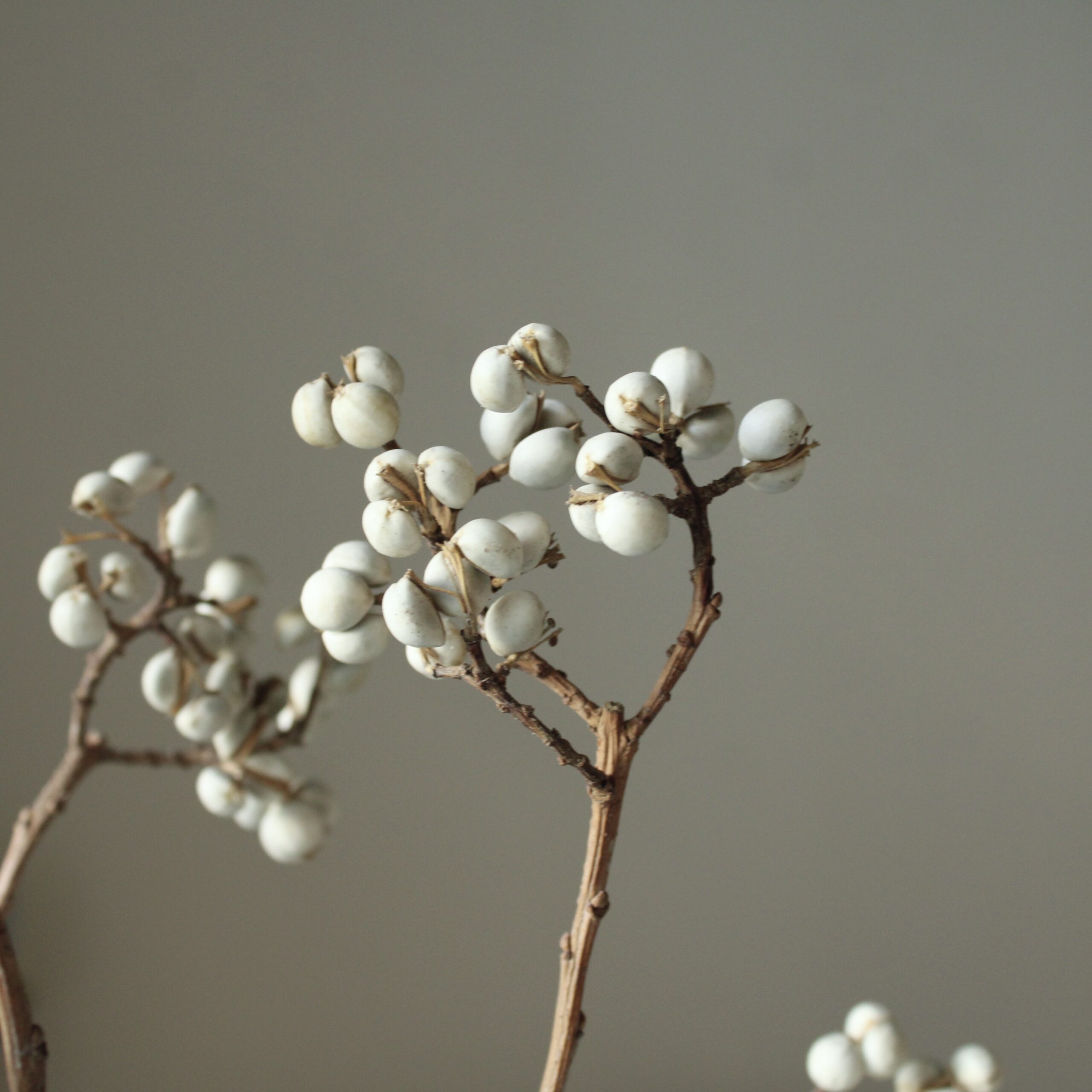 ナンキンハゼ。今年早採り。25本。ナンキンハゼの実。ドライフラワー。スワッグ。 ナンキンハゼ。今年早採り。ナンキンハゼの実。ドライフラワー。スワッグ。