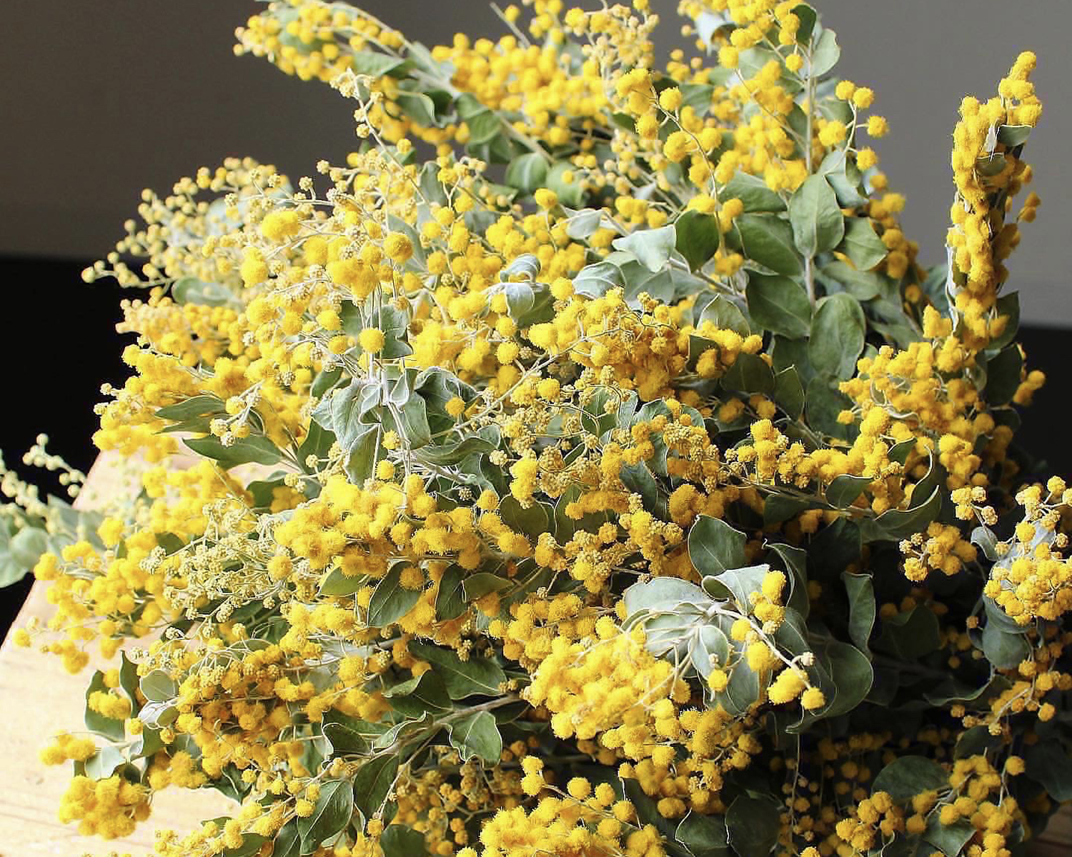 ミモザ・デニスボーデン入荷のご案内