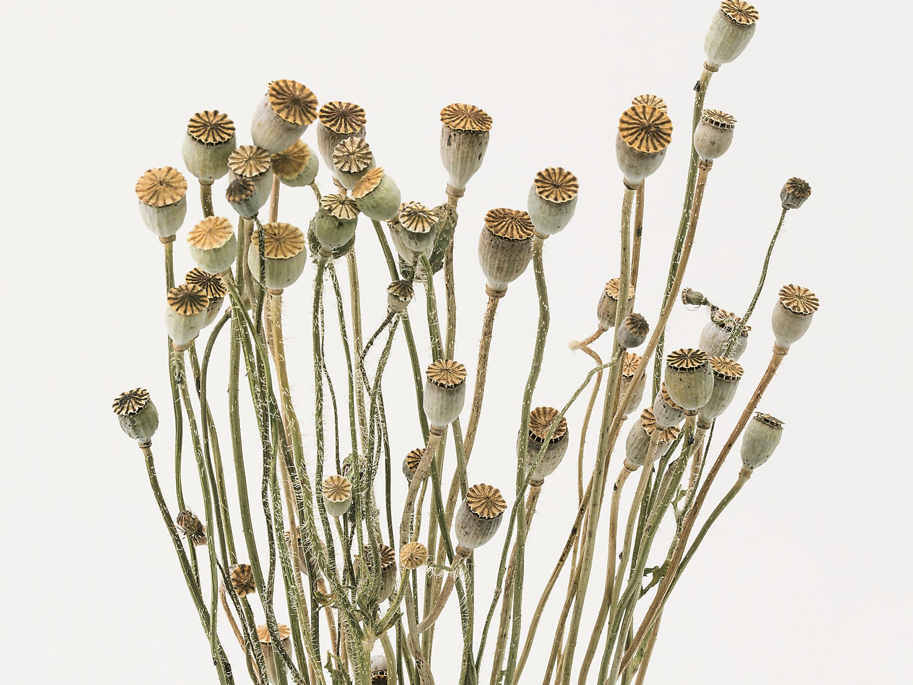 欠品商品入荷のご案内