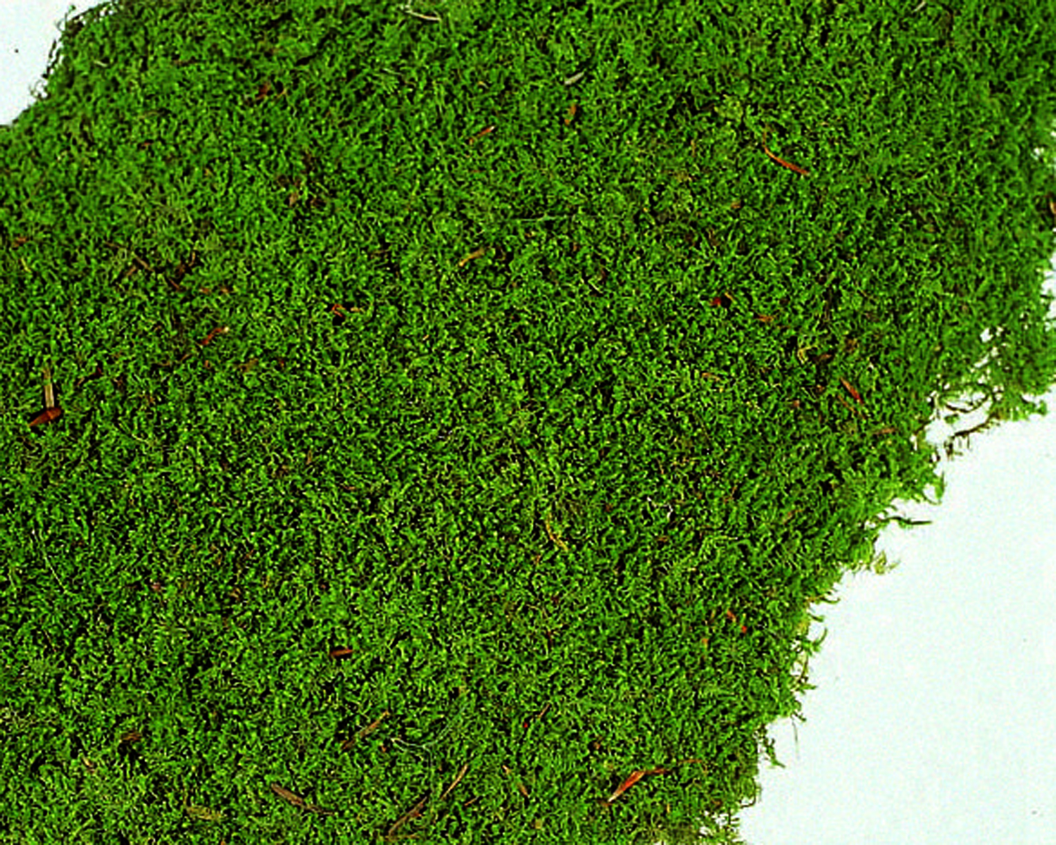 欠品商品入荷のご案内・シートモス