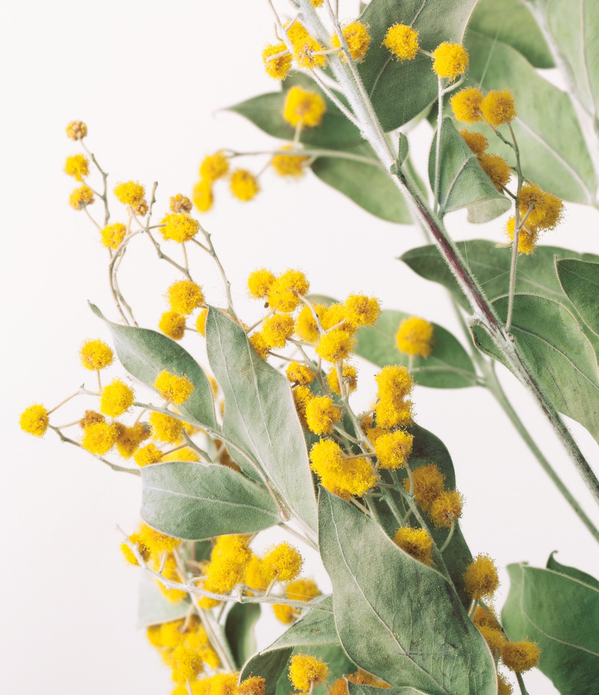 ミモザ・デニスボーデン入荷のご案内 | 株式会社大地農園