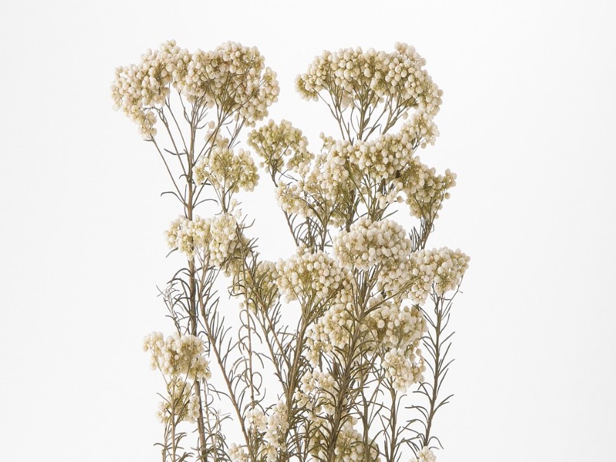 ライスフラワー入荷のご案内