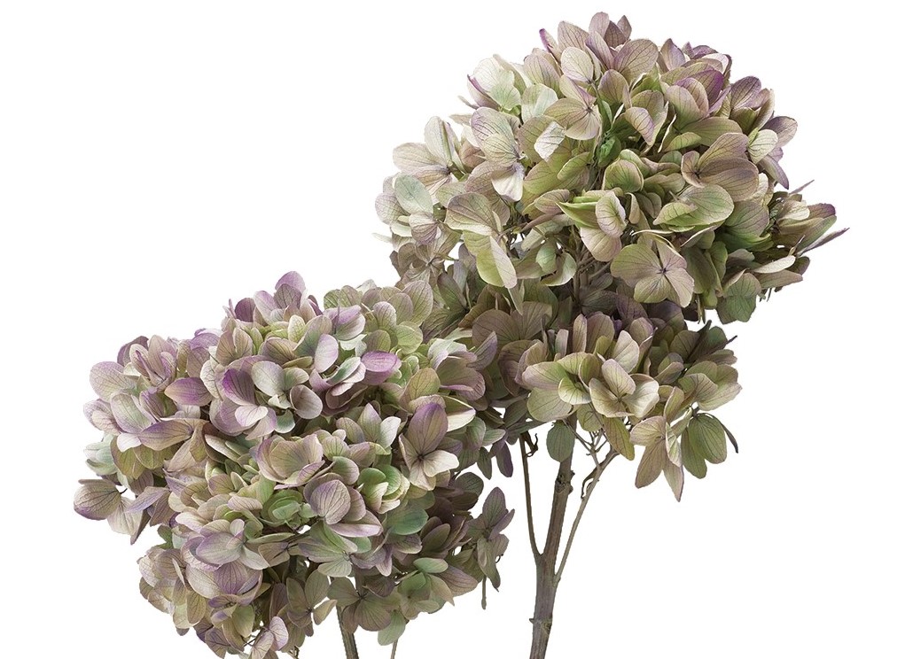 アジサイ・グランディフローラ入荷のご案内