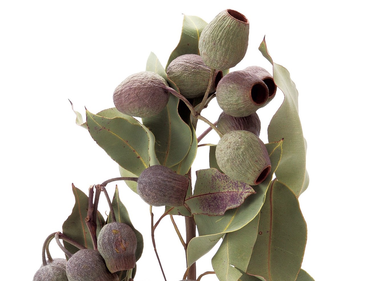 〝ベルガム・葉付・Ｎ〟入荷のご案内